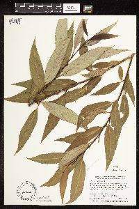 Salix x fragilis image