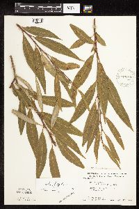 Salix x fragilis image