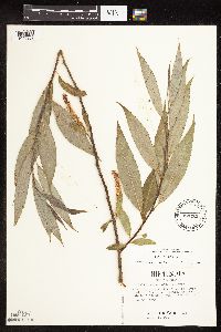 Salix x fragilis image