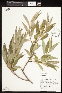Salix x fragilis image