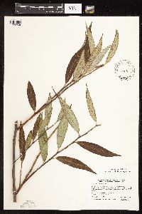 Salix x fragilis image