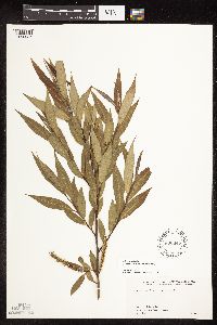 Salix x fragilis image