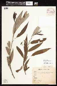 Salix x fragilis image