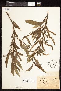 Salix x fragilis image