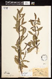 Salix x fragilis image