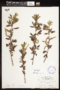 Salix x fragilis image