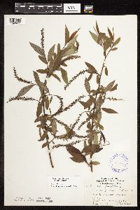 Salix x fragilis image
