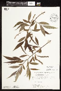 Salix x fragilis image