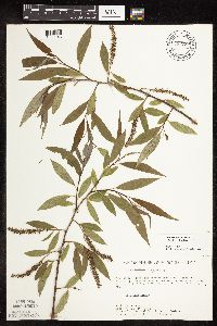 Salix x fragilis image
