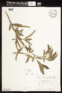 Salix x fragilis image