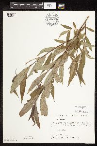 Salix x fragilis image