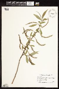 Salix x fragilis image