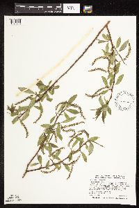 Salix x fragilis image