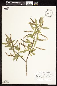 Salix x fragilis image