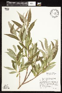 Salix x fragilis image