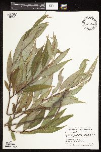 Salix x fragilis image