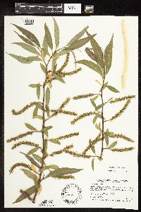Salix x fragilis image