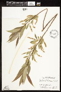 Salix x fragilis image