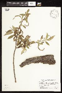 Salix x fragilis image