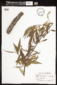 Salix x fragilis image