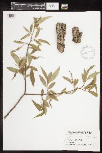Salix x fragilis image