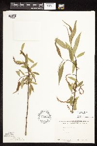 Salix x fragilis image