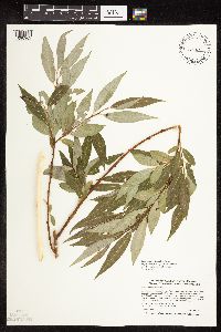 Salix x fragilis image