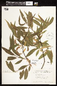 Salix x fragilis image