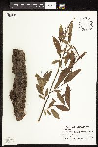 Salix x fragilis image