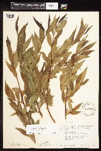 Salix x fragilis image