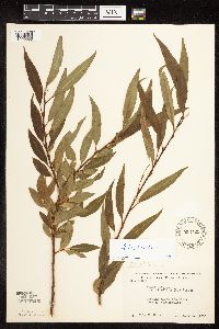 Salix x fragilis image