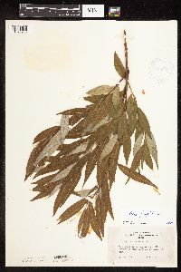 Salix x fragilis image