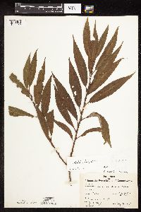 Salix x fragilis image