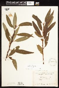 Salix x fragilis image