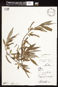 Salix x fragilis image