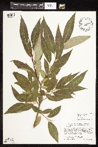 Salix x fragilis image