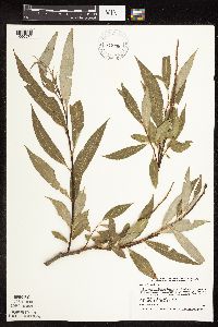 Salix x fragilis image