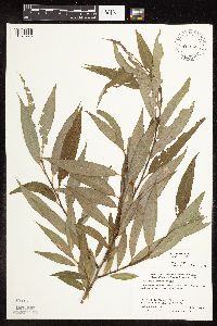 Salix x fragilis image