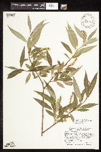 Salix x fragilis image