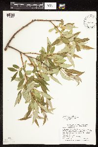 Salix x fragilis image