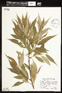 Salix x fragilis image
