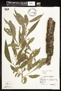 Salix x fragilis image