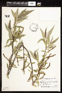 Salix x fragilis image