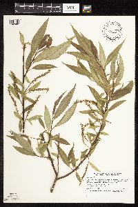 Salix x fragilis image