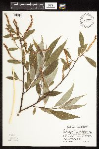 Salix x fragilis image