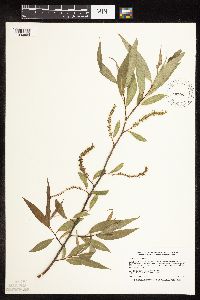 Salix x fragilis image
