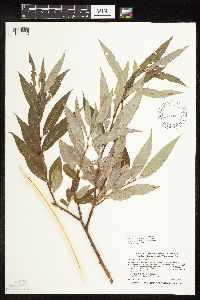 Salix x fragilis image