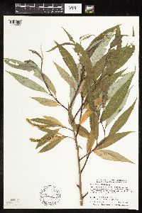 Salix x fragilis image