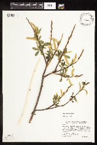 Salix x fragilis image