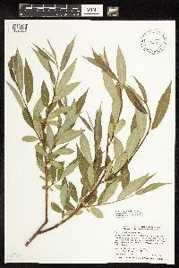 Salix x fragilis image